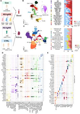 Cell-type-specific molecular characterization of cells from circulation and kidney in IgA nephropathy with nephrotic syndrome